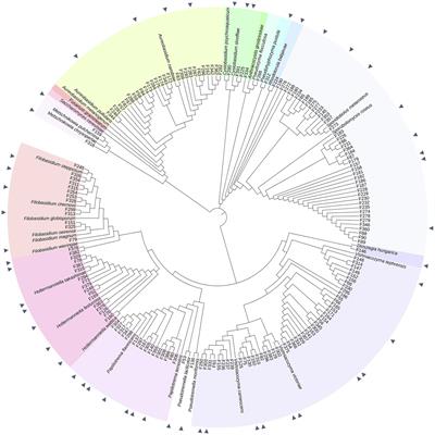 Genetic, Phenotypic and Metabolic Diversity of Yeasts From Wheat Flag Leaves